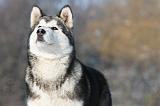 ALASKAN MALAMUTE 058